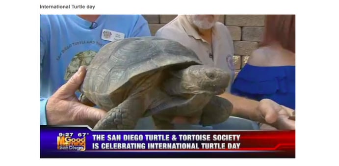 classy-post-turtle-image.jpg